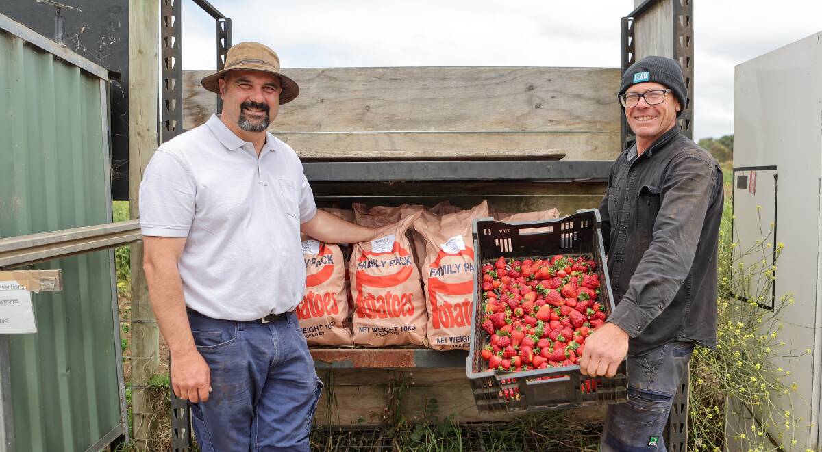 Volcano Produce's Ben Pohlner and Derek Burn with potatoes and strawberries at the Illowa farm. Picture by Anthony Brady