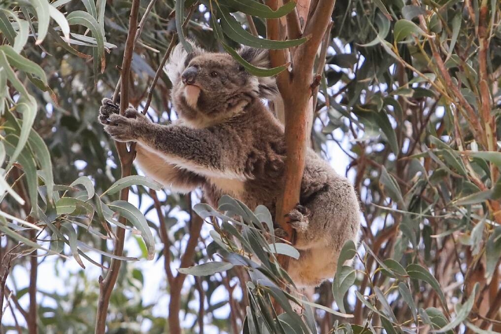 DEATH: An investigation is underway after a blue gum plantation operator found dead koalas in the south-west this week. Picture: Morgan Hancock