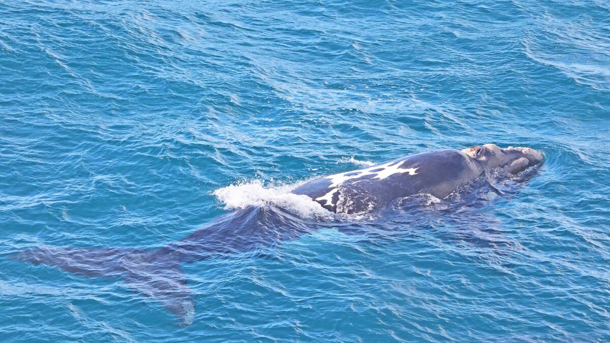 ON SHOW: A southern right whale snapped at Cape Nelson in Portland in June. Picture: Bob McPherson