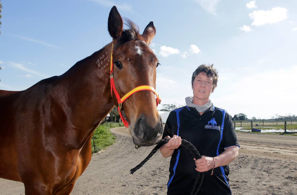 IN THE MIX: The Marg Lee-trained Keayang Livana will contest the $30,000 Trotters Cup at Terang on Saturday night.