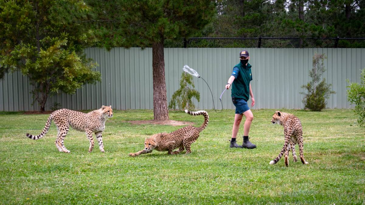 Zoo cheetah keeper, Leah Carnegie with 3 new cheetah cubs, Zambi, Asani and Viking at the National Zoo and Aquarium. Picture: Elesa Kurtz