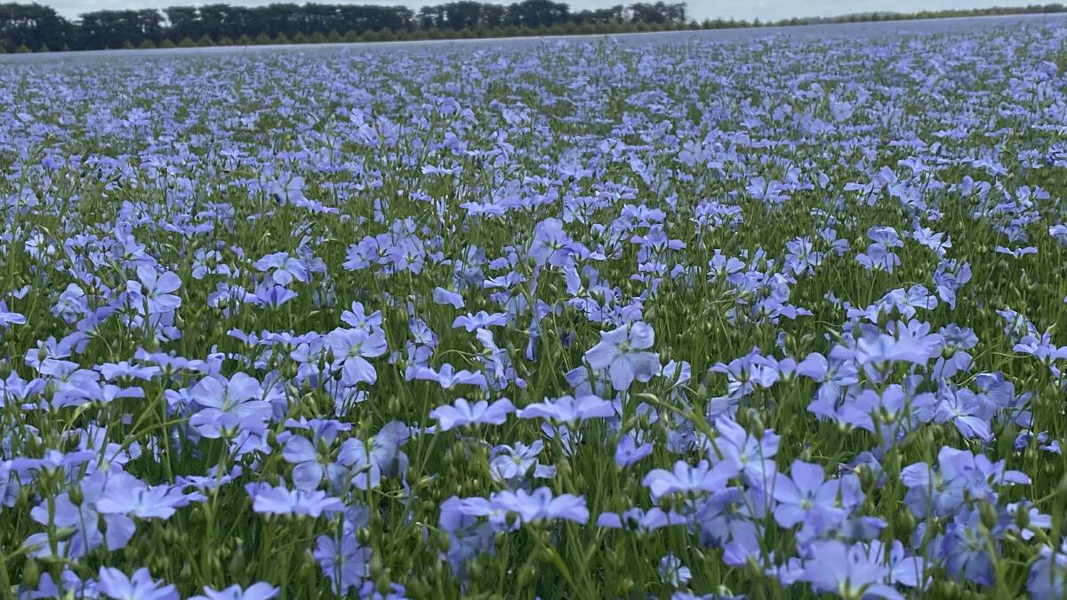Flax flowers in bloom. Mr Nagorcka said he also grows oat, wheat, barley and other oil seeds on his farm.