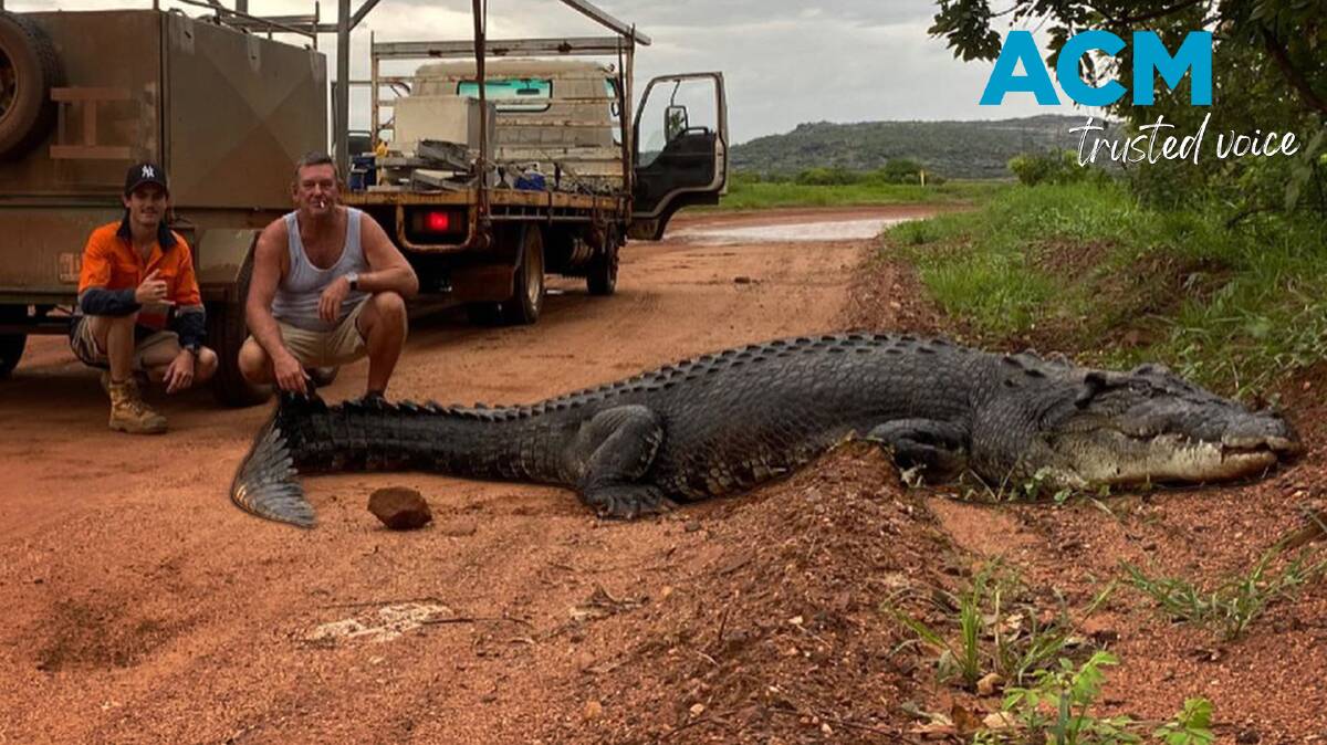 The massive croc that held up traffic near floodplains in the Northern Territory. Picture by Marcus Kane.