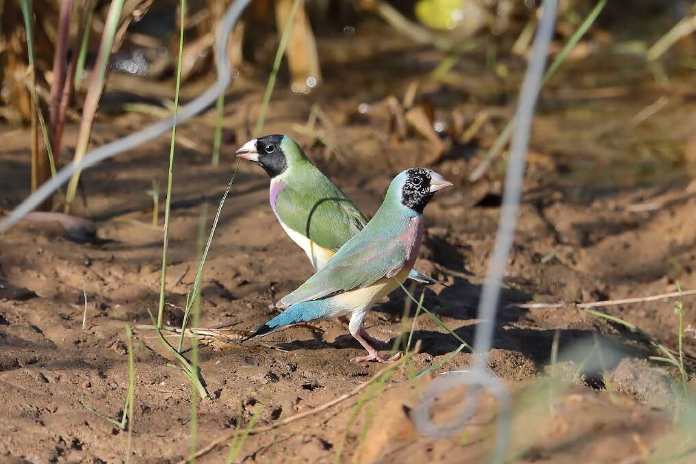 Gouldian finches were previously listed as endangered, and have been spotted near Katherine town for the first time in decades. Picture by Marc Gardner