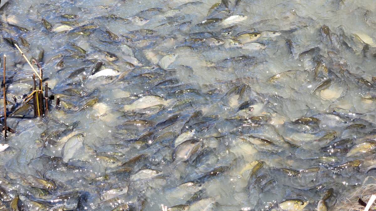 Irrigator Jeremy Morton, of Moulemein, recorded footage of thousands of carp. "This is just one spot, imagine how many countless billions have actually bred". 
