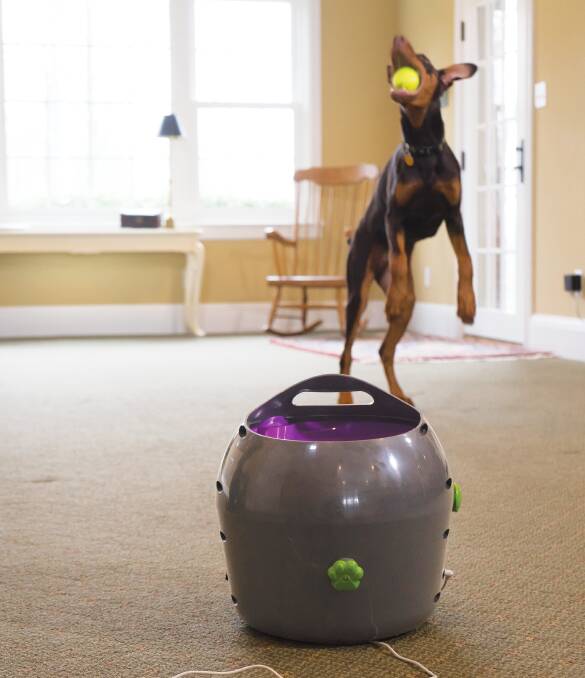 Nine distance settings means the Automatic Ball Launcher can be used both indoors and outdoors. Picture supplied