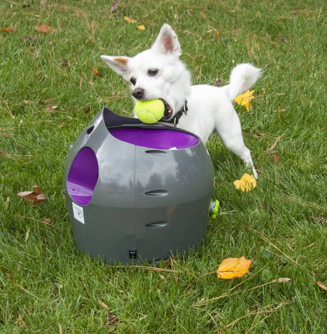 The ball keep is wide enough that you can train your pup to drop the ball back in themselves. Photo supplied