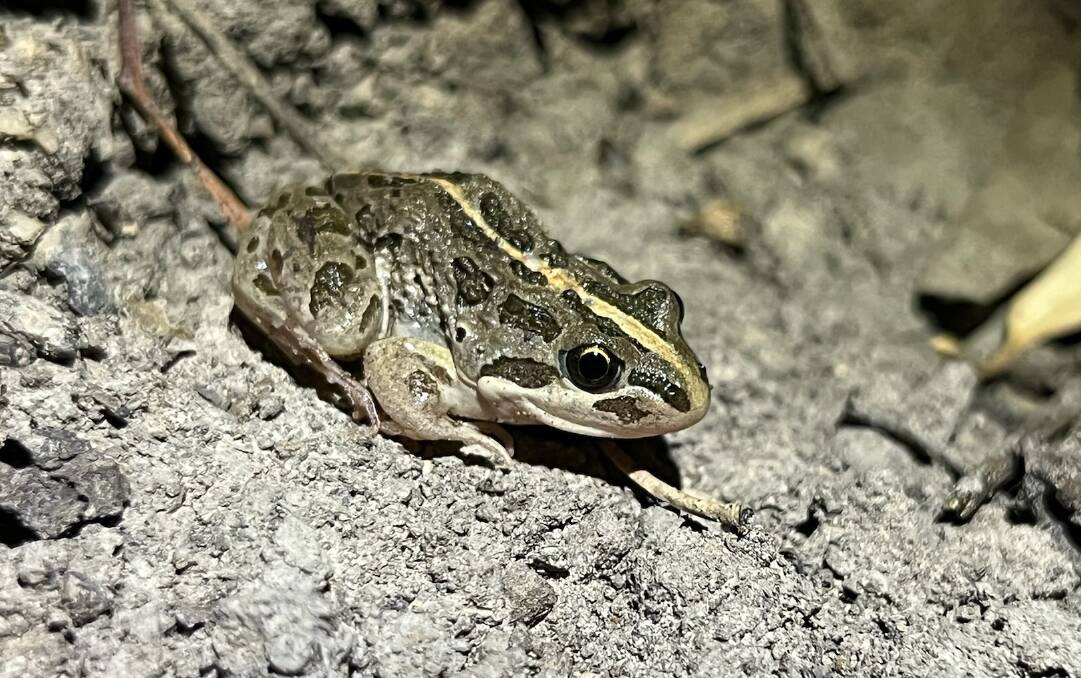 The spotted marsh frog is one of the main frog species booming across the region. Picture contributed