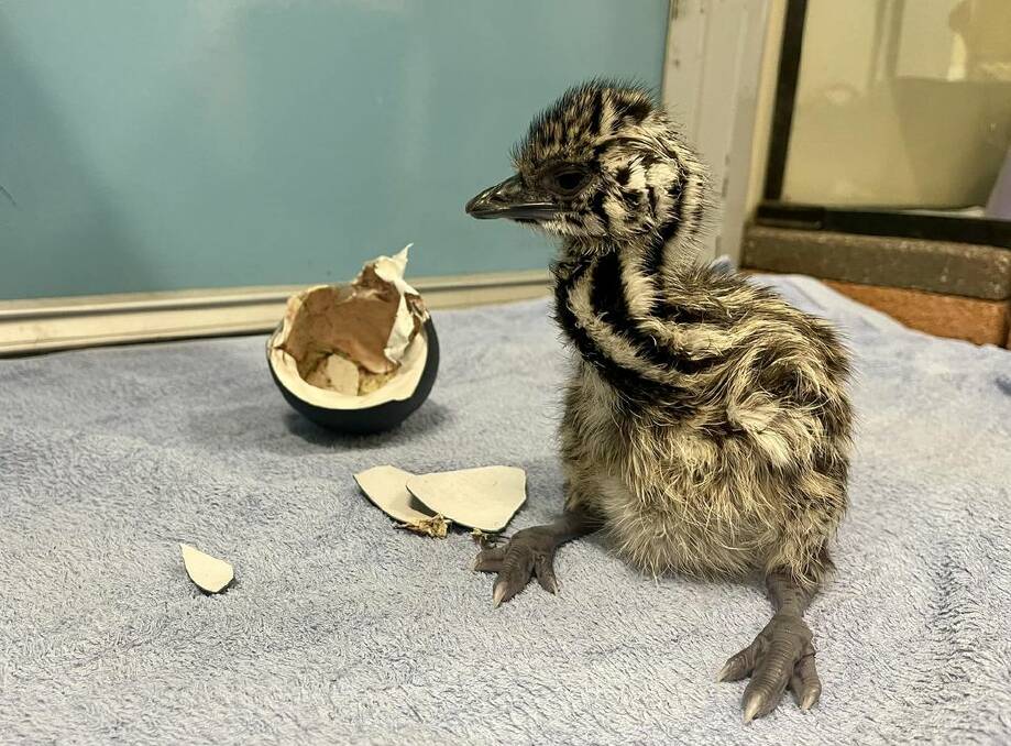 Cuteness overload. The baby emu has hatched. 