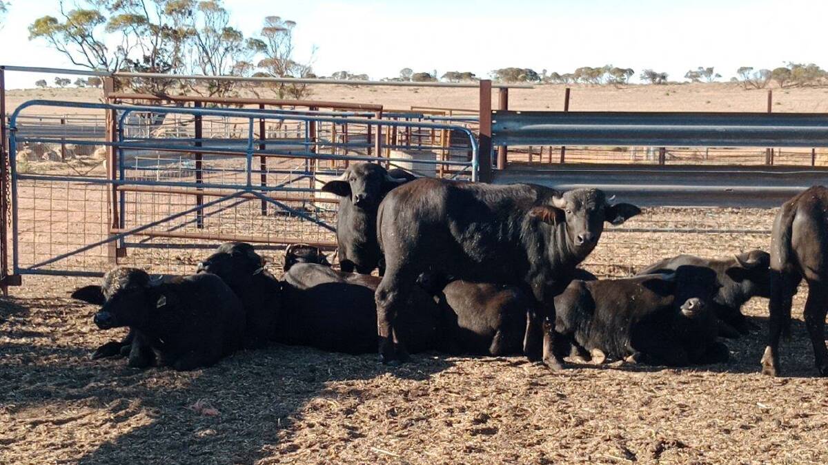 Australia's largest stockpile of buffalo semen has been destroyed. 
