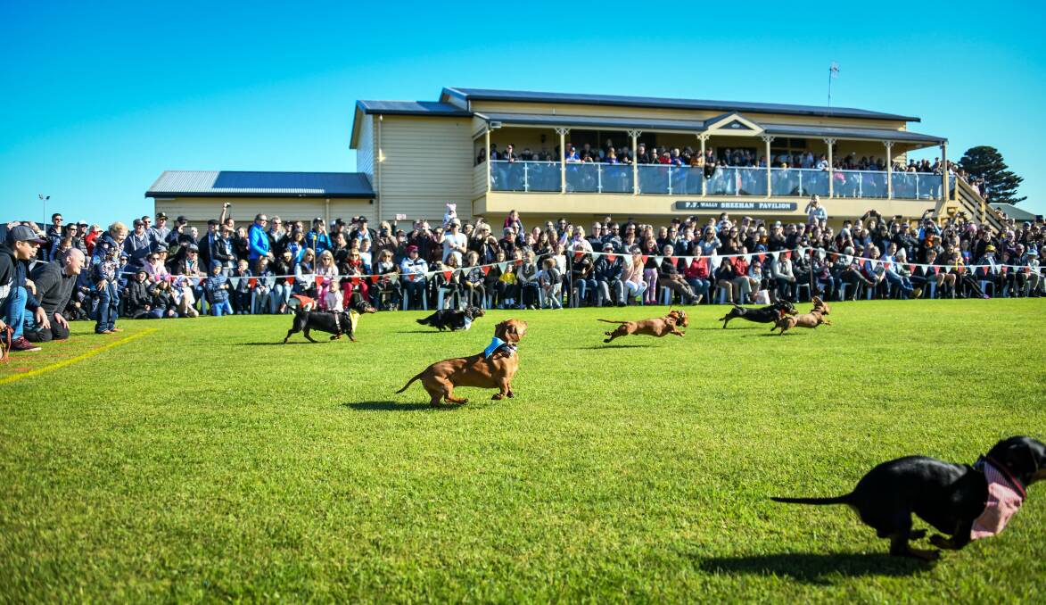 Diminutive yet feisty canines and their equally enthusiastic owners will compete for the title of top dog. Picture Alice Laidlaw.