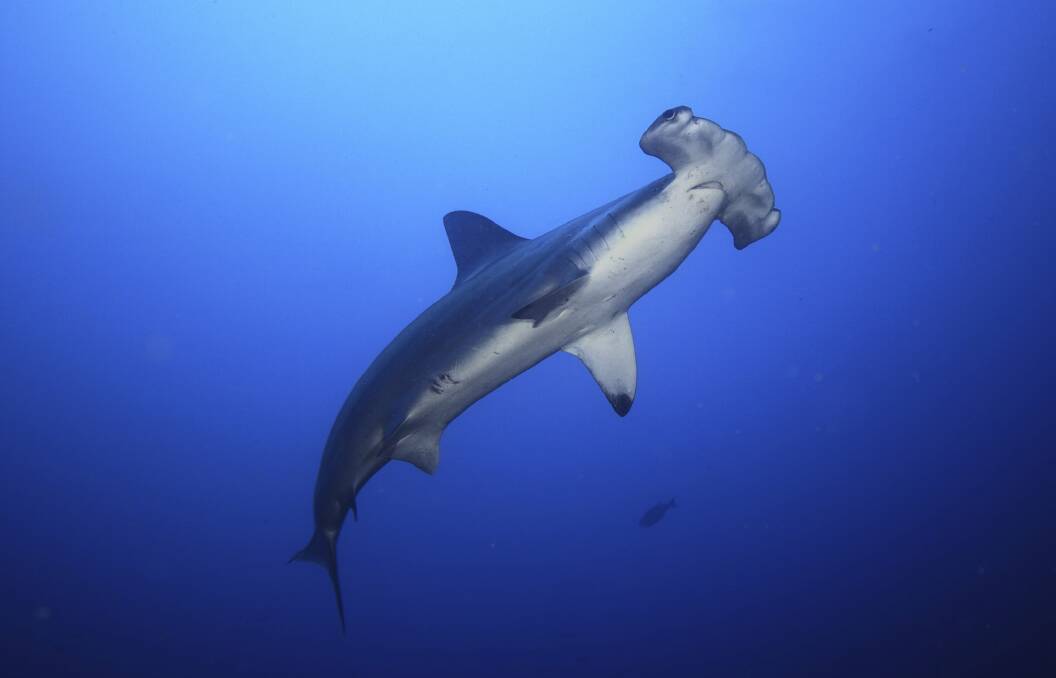Smooth hammerhead shark was one of the species being sold as flake at some takeaway outlets. File Picture.
