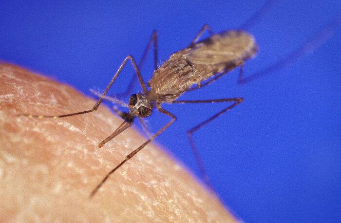 An anopheles mosquito, which is known to carry malaria. Picture by the US Centers for Disease Control and Prevention.