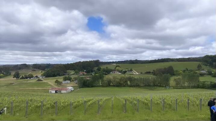 Shaw and Smith vineyard in Balhannah, Adelaide Hills. Picture by: Daniel Barca