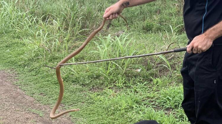 Snake catchers pull the eastern brown snake from the Warwick property. Picture by Southern Downs Snake Catchers