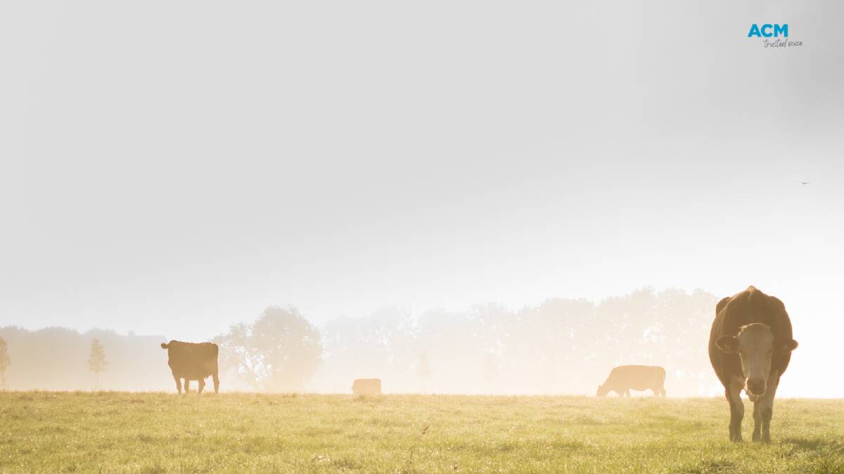 Cows in a grass paddock. Picture via Canva