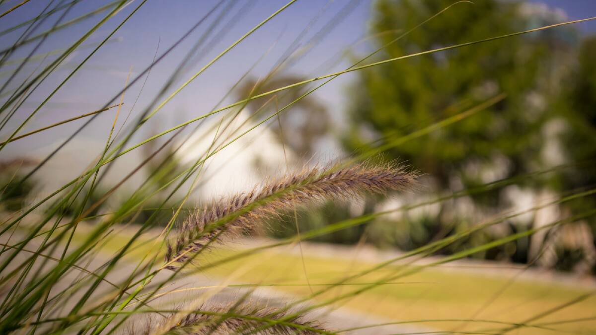 Long grass in a public park. Picture by Juan Carlos Grnk via Canva