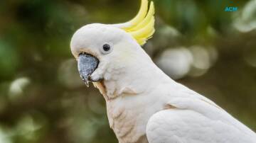 The sulphur-crested cockatoo showing a bright shock of yellow feathers. File picture.