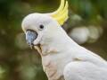The sulphur-crested cockatoo showing a bright shock of yellow feathers. File picture.