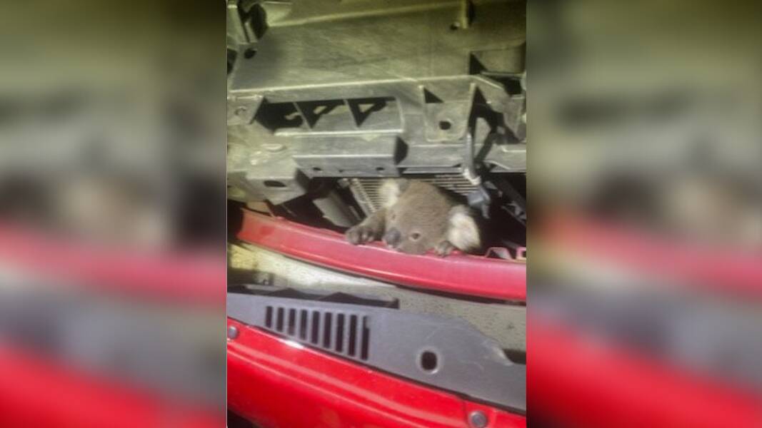Eamon, the koala joey, hiding in the engine of the car that killed his mother. Picture via Australia Zoo