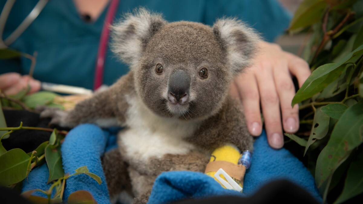 In recovery: Eamon nurses his injuries at Australia Zoo's Wildlife Warriors facility. Picture via Australia Zoo
