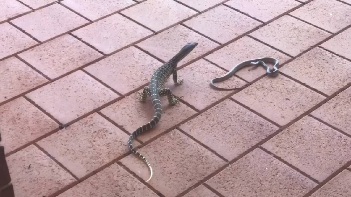 A still image from footage showing the two reptiles facing off. Picture by Richard McLellan.