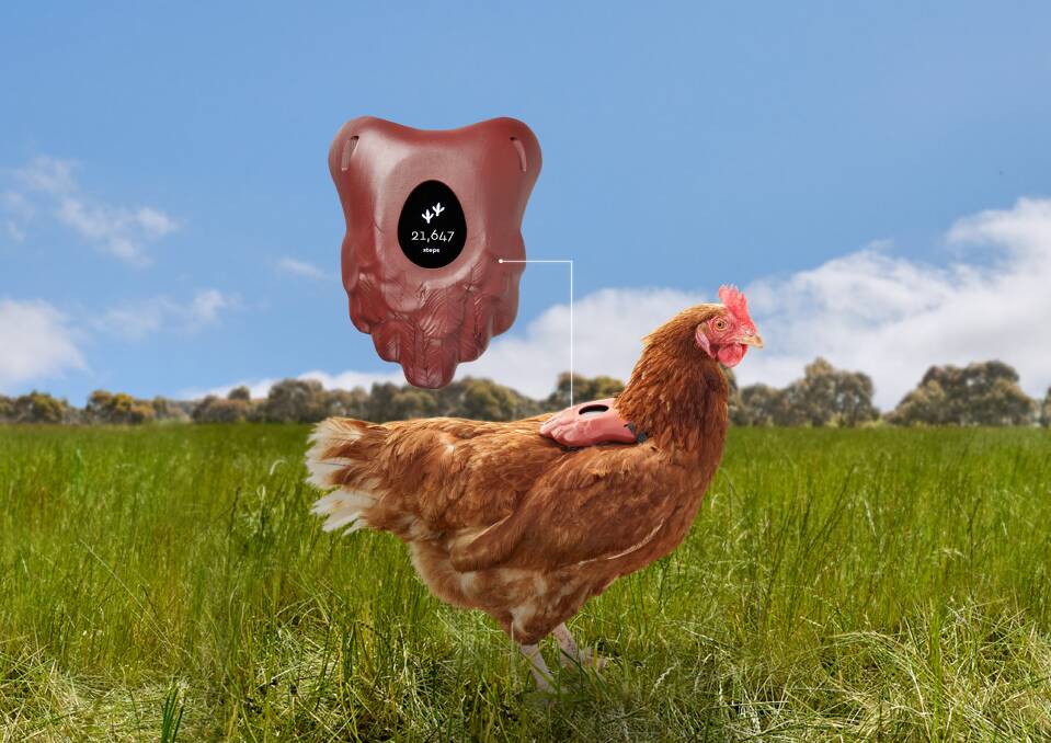 An example of an Honest Eggs Co chicken with its step counter device. Picture supplied