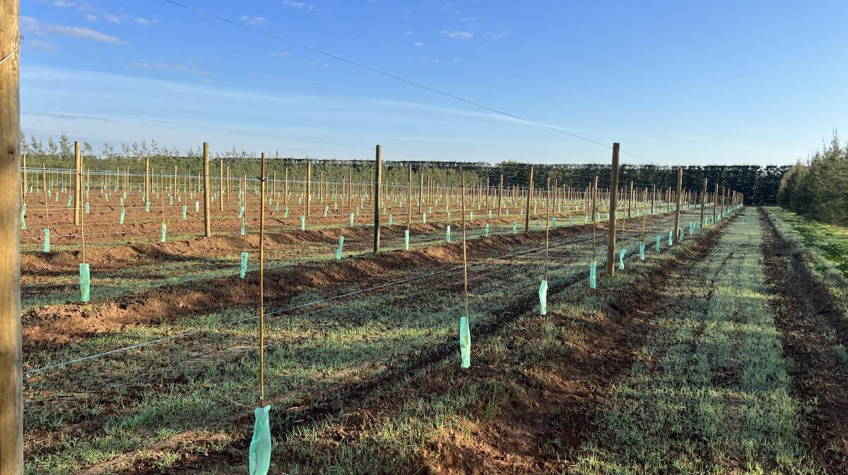 Jujubes orchard, at the Seeka orchard north of Shepparton, Victoria. Picture supplied by Jonathan van Popering