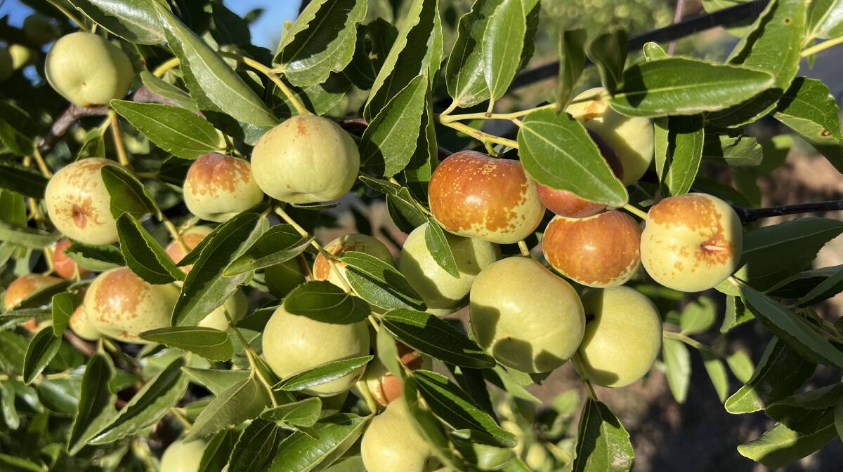 Jujubes, known as 'Chinese dates', taste similar to apples. Picture supplied by Jonathan van Popering
