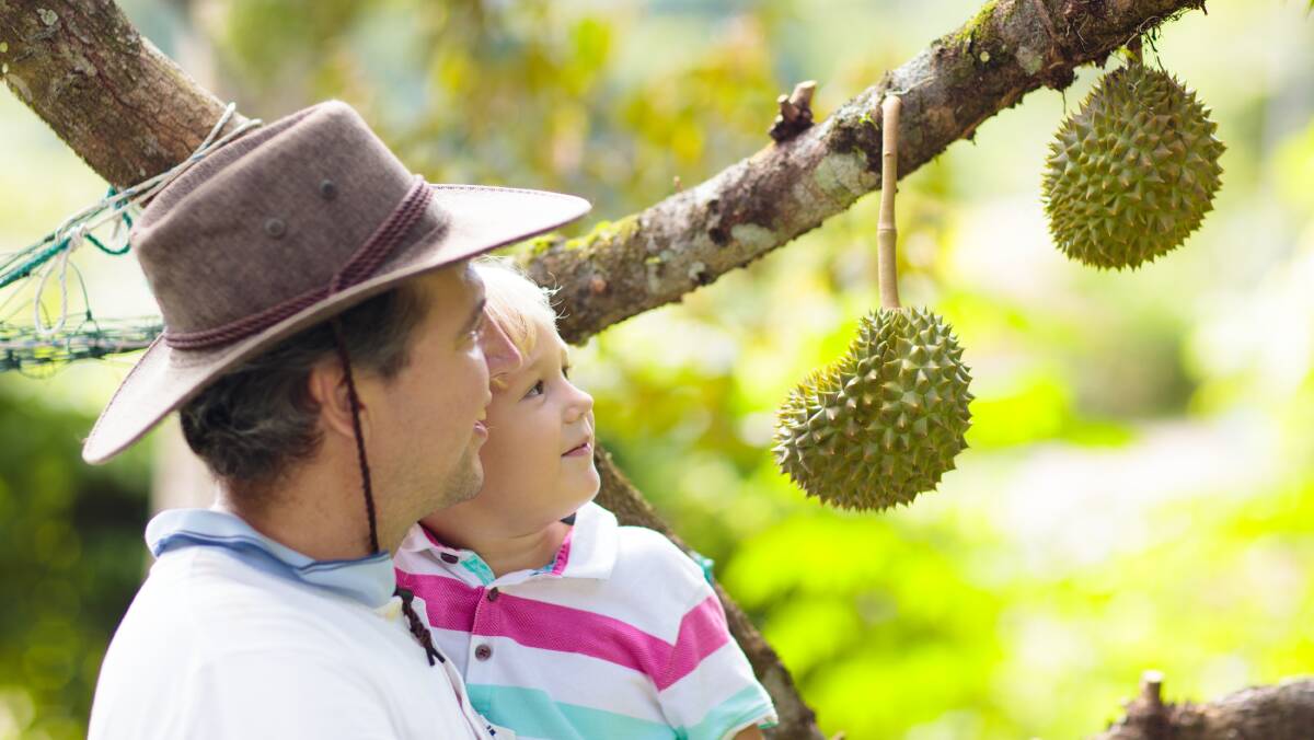Father and son looking at durian fruit. File photo
