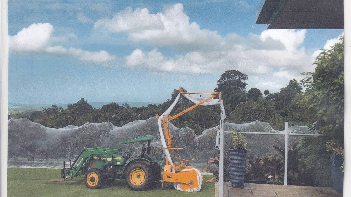 Rambutans being netted on Mark and Judy Spagnolo's Innisfails property. Picture supplied 