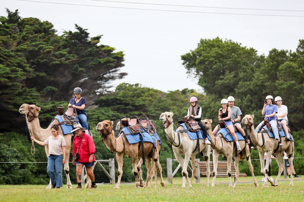 Camel tours will be hosted in Port Fairy until the Australia Day weekend. Picture by Anthony Brady