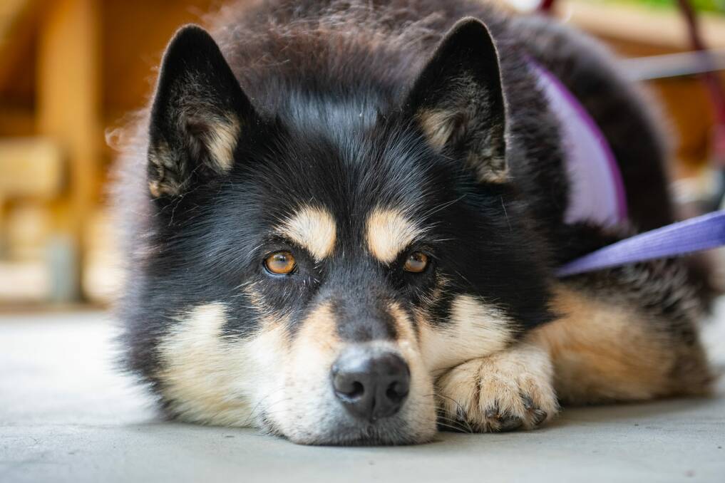 Originally bred as sled dogs, huskies are notorious lead pullers. Picture file