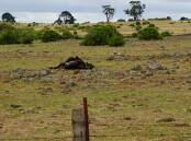 An isolated dead cow at the property where police and authorities started seizing cattle on February 9. Picture by the Stock & Land, in December