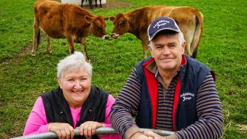 Janine and Alan Carson will farewell the last of their Cairnbrae Jersey dairy herd on June 21 at a dispersal sale. Picture by Rachel Simmonds