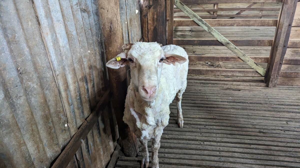 Woody, a runaway Merino sheep, after he was shorn for the first time in three years. Photo Eliza Spencer.