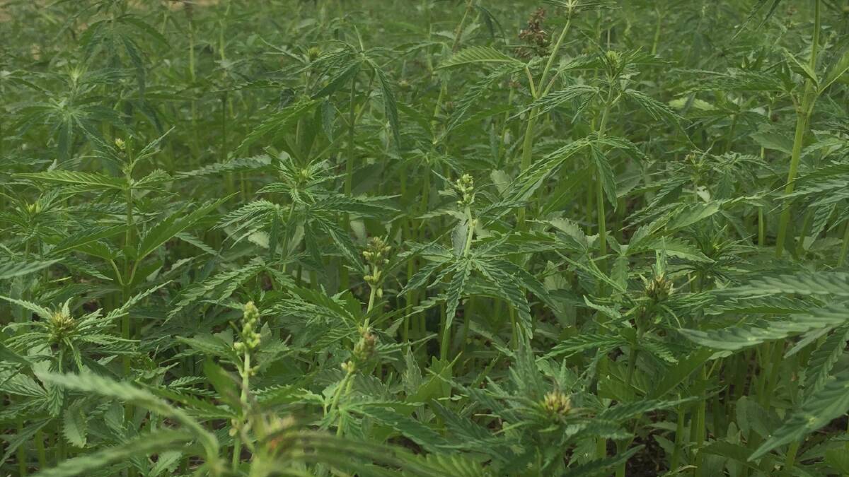 Hemp as food: A group of Derrinallum farmers is on the front line of the emerging industry growing low THC hemp for human consumption. They are producing hemp seed for a high fibre protein food and cooking oil. 