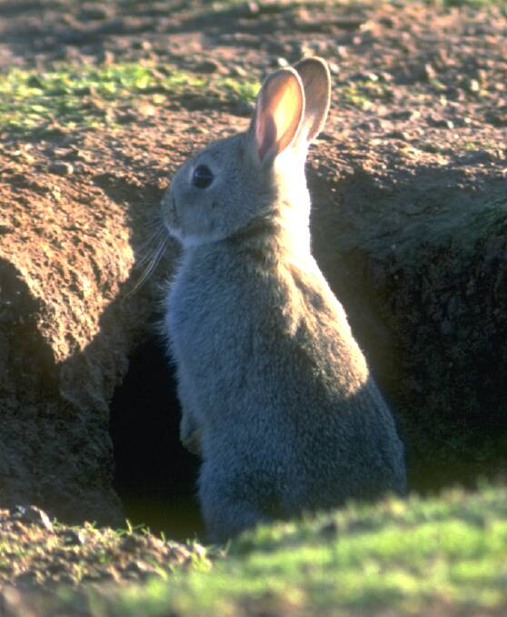 Impact: The first deaths from the new rabbit virus have been identified.