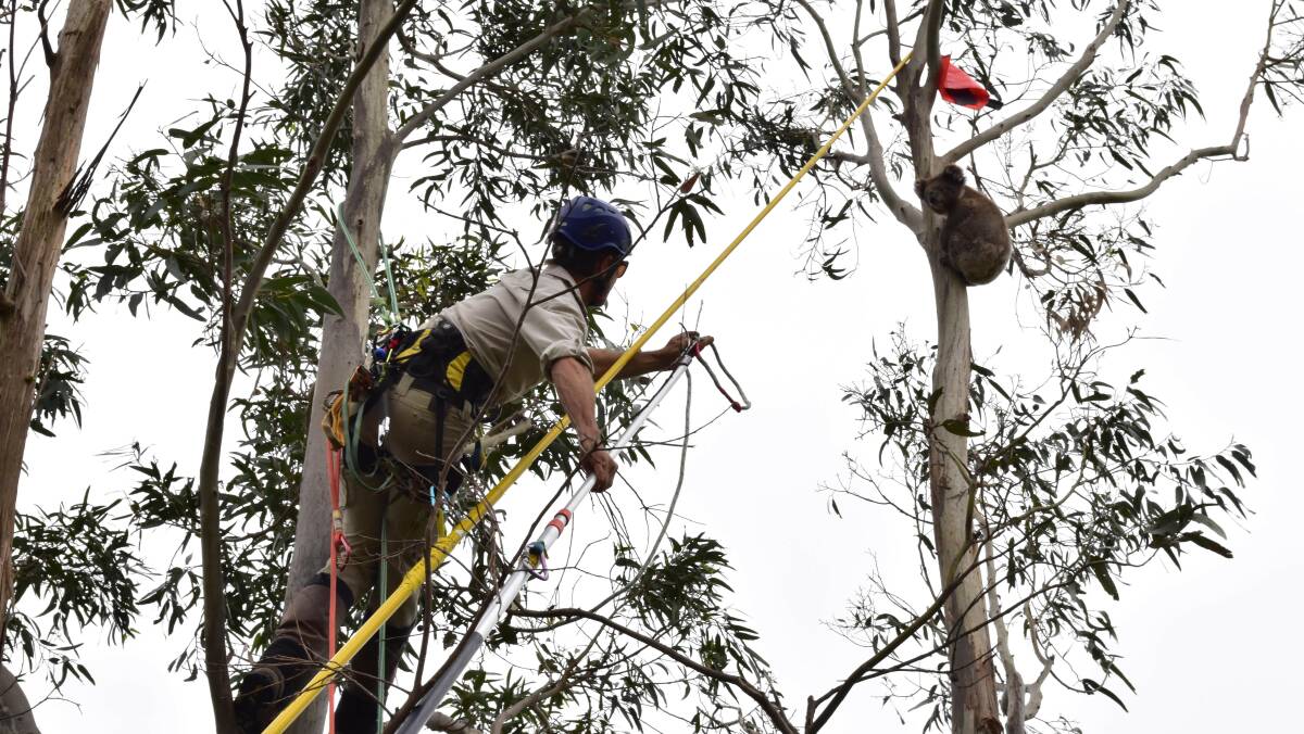 Off on a trip: A worker prepares to capture a koala in the Framlingham area this week as part of a program to relocate the animals to state forests near the Grampians.
