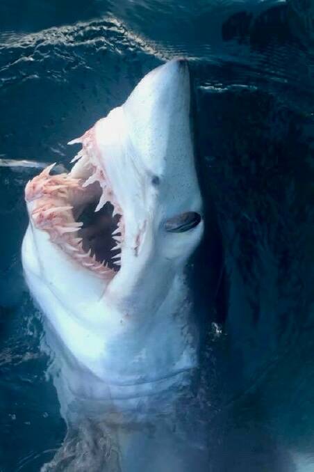 A mako shark