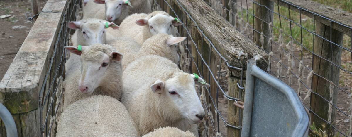 Review: Sheep Producers Australia says the implementation of the sheep electronic identifcation system in Victoria is progressing well.