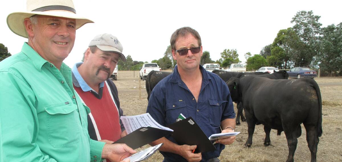 Inspecting: Graeme Glasgow (front) of Claremont Blacks Angus at Woolsthorpe shows some of the stud's sale bulls to Michael and Nicholas Blain. 