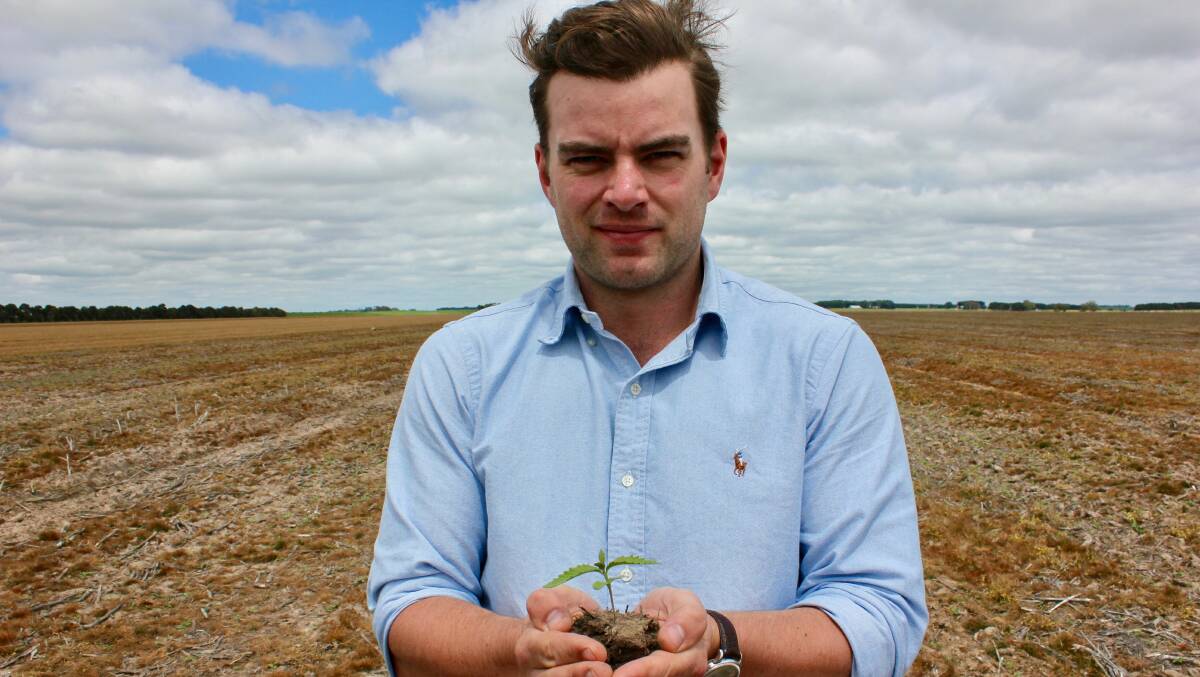 Emerging: Australian Primary Hemp director James Hood with a low-THC hemp seedling. 
