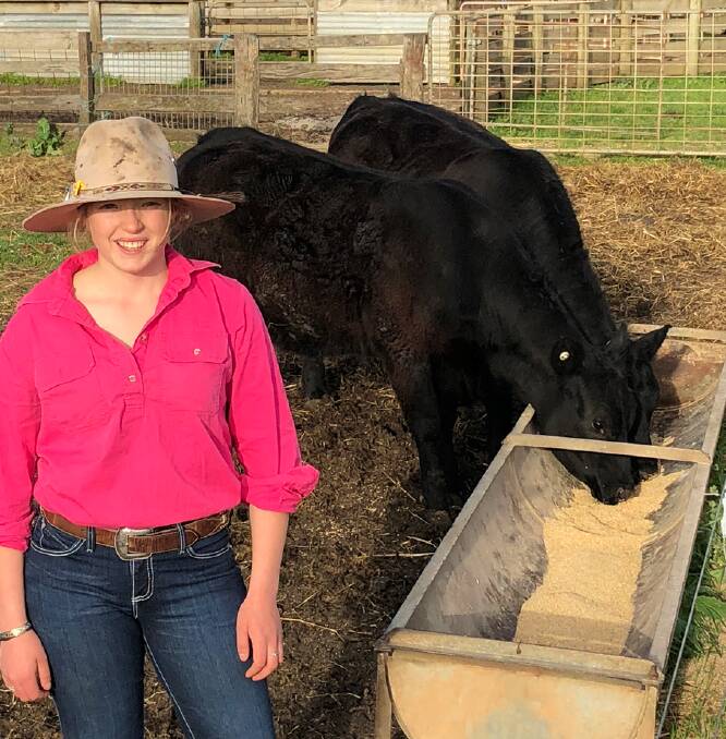 Helping her peers: Molly Hocking of St Helen's with the cattle she's fattening to sell for a drought relief trip for Bourke agriculture students.