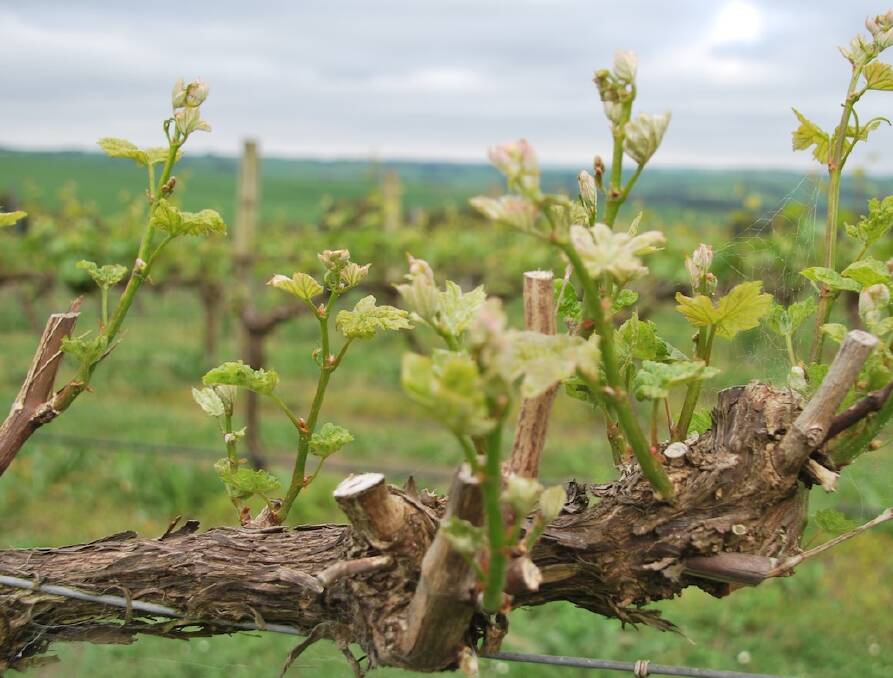 Damaged: Chardonnay vines at Newtons Ridge winery near Simpson that are wilting after being hit with spray drift. Th damage is estimated to cost the winery nearly $40,000 in lost production. 