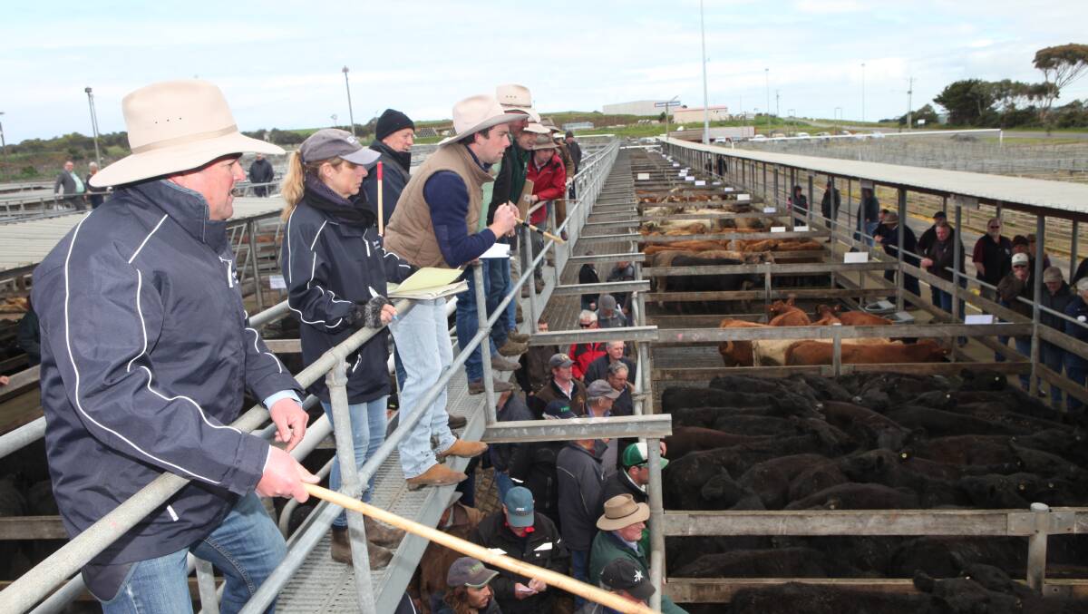 Simon Henderson of Saffin Kerr Rodwells takes bids at Friday's buoyant Warrnambool store cattle sale. 
 