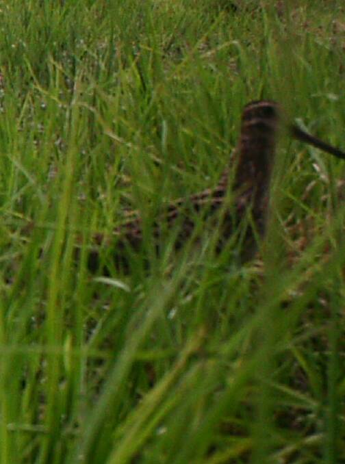 A Latham's Snipe snapped by a remote sensing camera at St Helens.