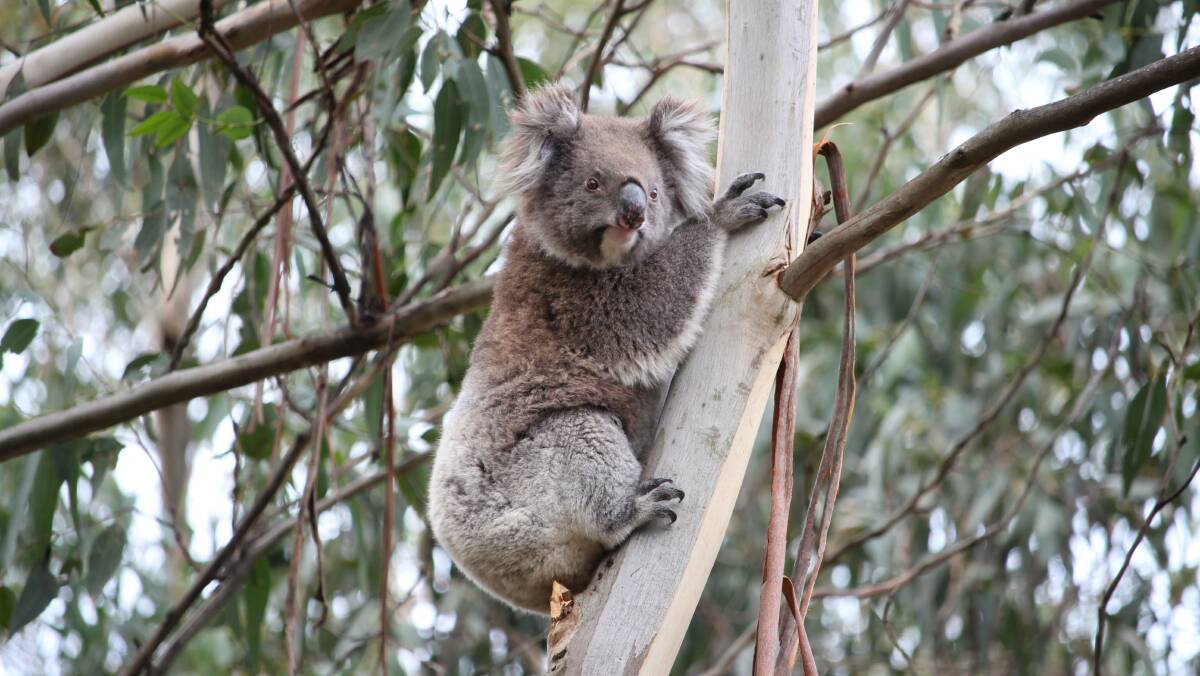 Loving trees to death: More than 160 koalas have relocated from the Framlingham township because of an over-population problem.