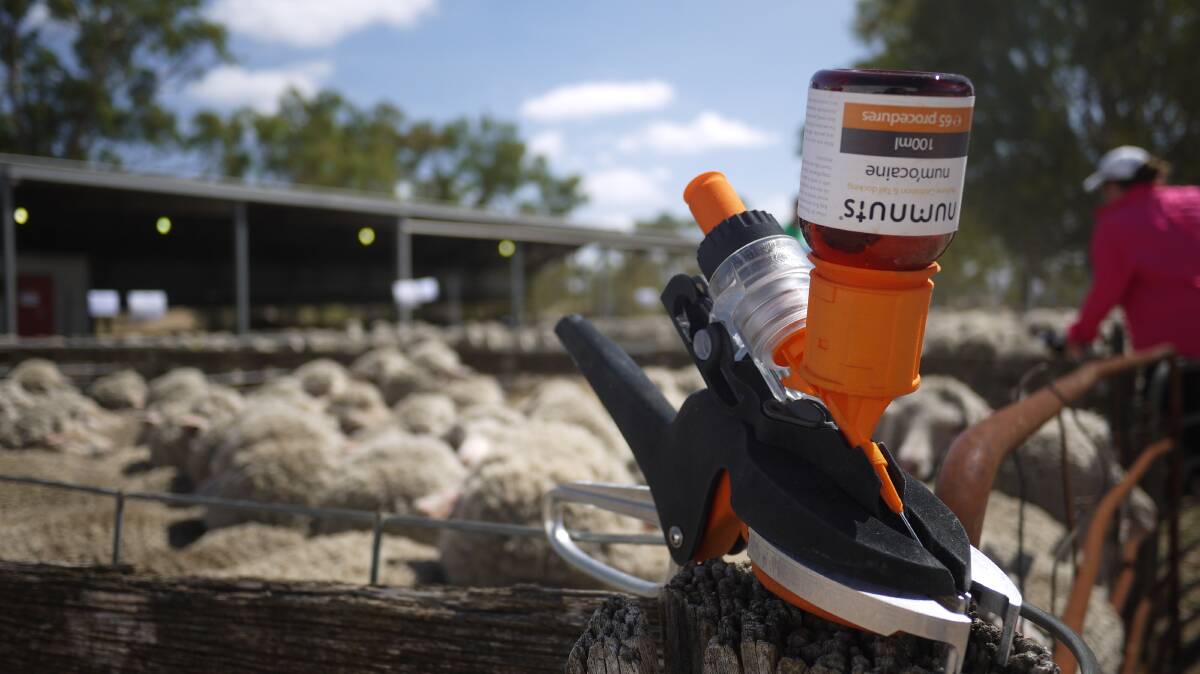 The Numnuts tool is a single action handheld device that dispenses a rubber ring and injects local anaesthetic to alleviate pain when lambs are castrated and tail-docked, known together as ‘marking’.