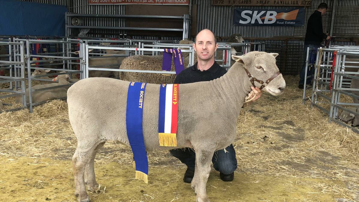 Supreme champion: Nedelle Downs Southdown stud representative George Melano with its Southdown ram that won the Supreme Sheep Exhibit at the 2018 Koroit Show.